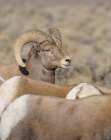 Rocky Mountain bighorn ram with ewes. Rio Grande Norte, New Mexico. Art Print